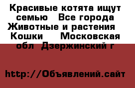 Красивые котята ищут семью - Все города Животные и растения » Кошки   . Московская обл.,Дзержинский г.